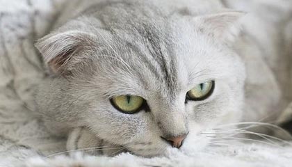 贾玲减肥一百斤能带火健身市场吗？